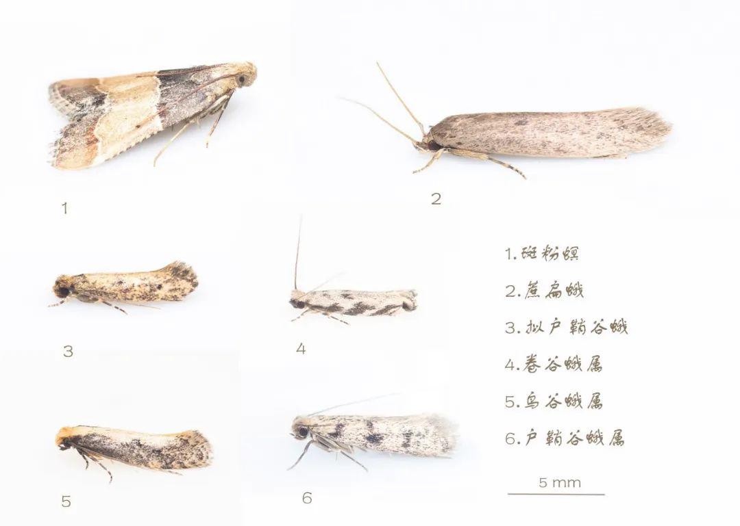 澳门最精准龙门蚕的资料047期 07-17-19-30-32-45Z：22,澳门最精准龙门蚕的资料详解，047期龙门蚕的秘密与探索