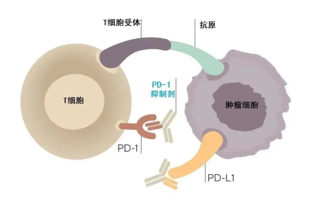 新澳精准资料免费提供265期003期 11-22-07-39-42-18T：06,新澳精准资料免费提供，探索第265期与003期的奥秘（11-22-07-39-42-18T，06）